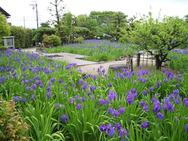 Kakitsubata Garden