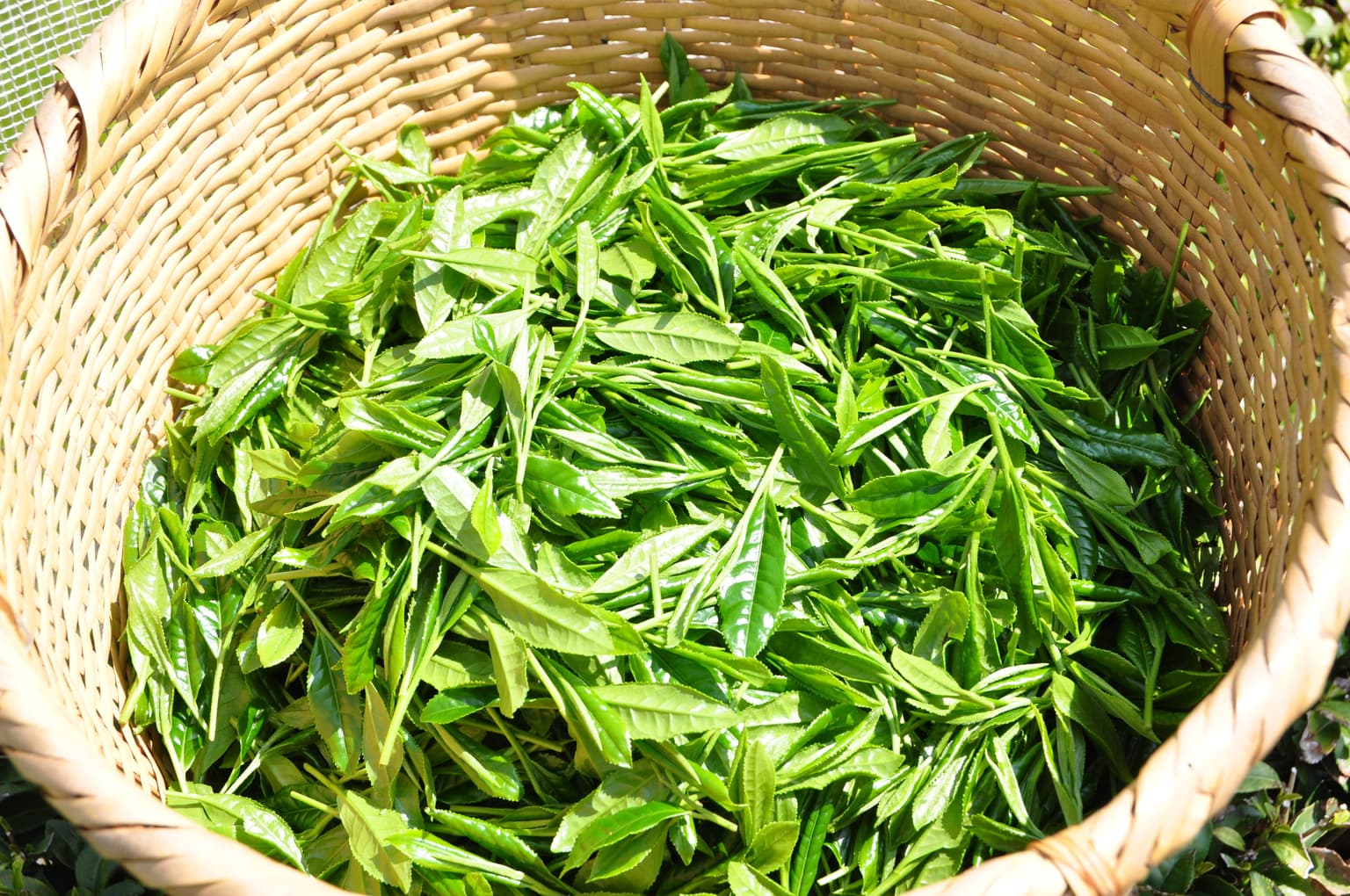 Okukuji tea