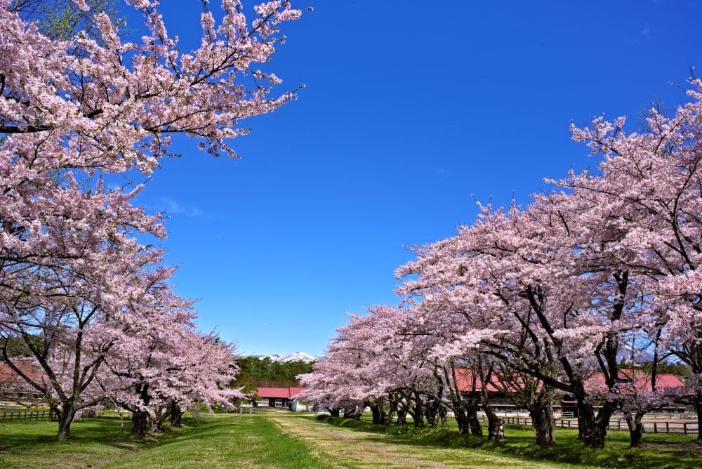 Cherry blossoms at Koiwai Farm
