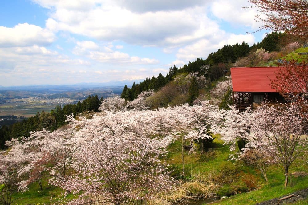 Saigyo Sakura no Mori