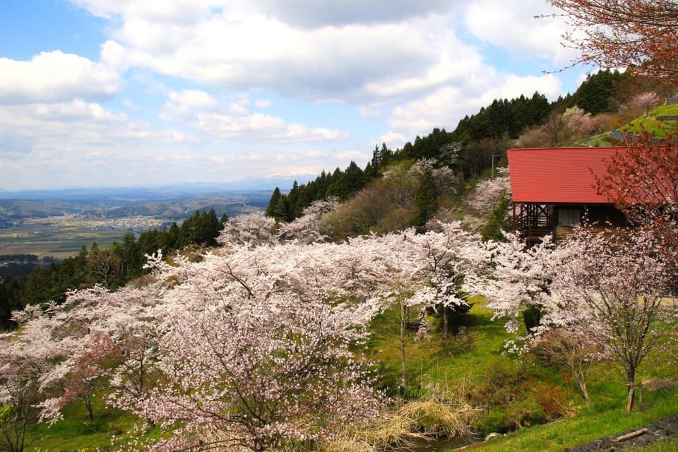Saigyo Sakura no Mori