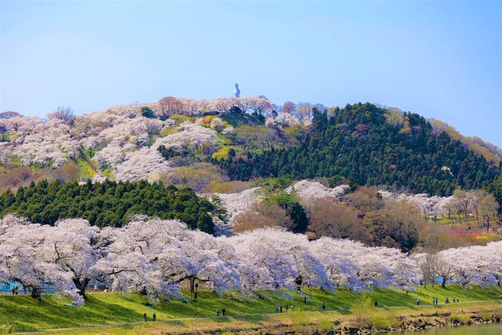 船岡城址公園の桜
