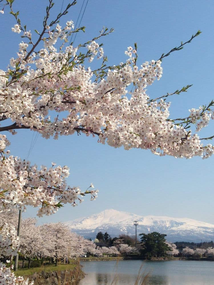 Cherry blossoms in Seshi Park