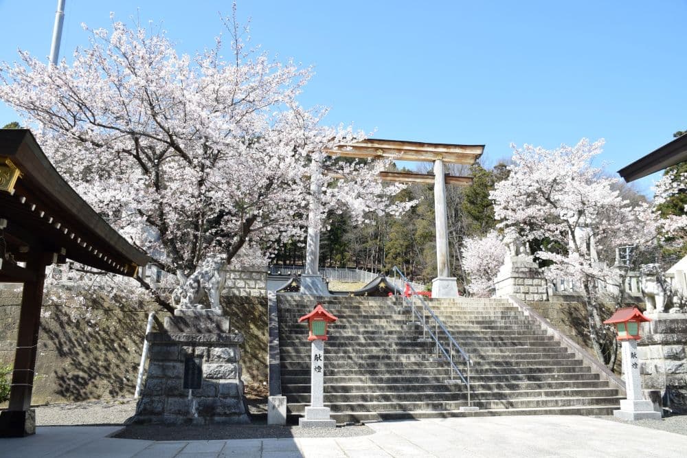 信夫山公園の桜
