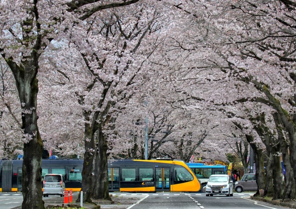 Cherry blossoms around Kashinomori Park and its surroundings