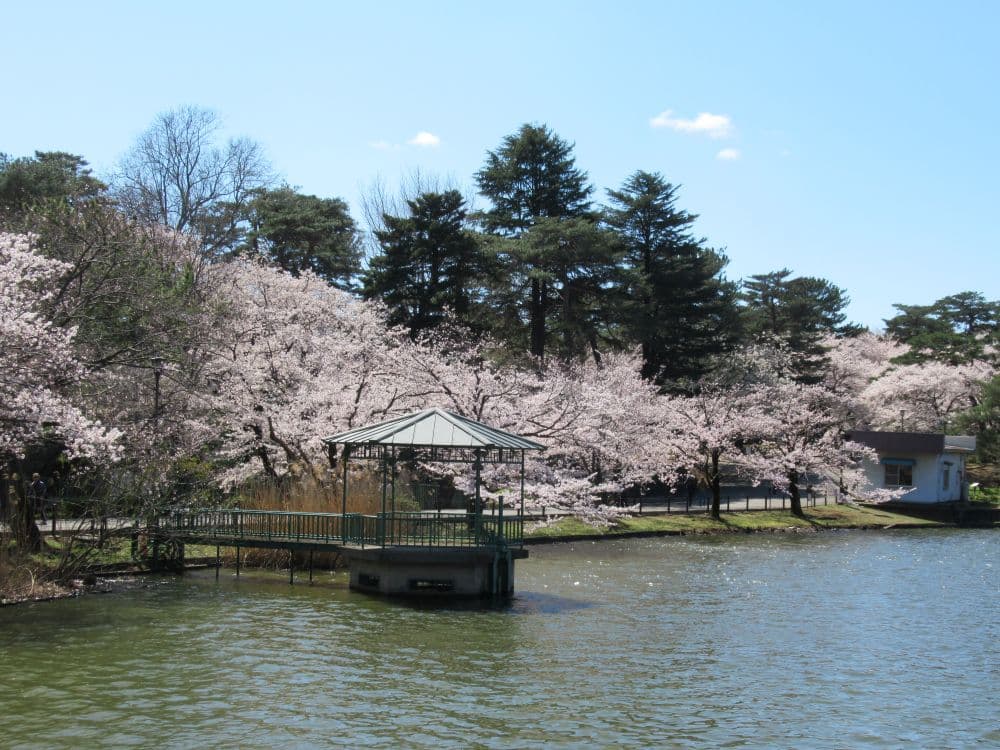 Cherry blossoms in Omiya Park