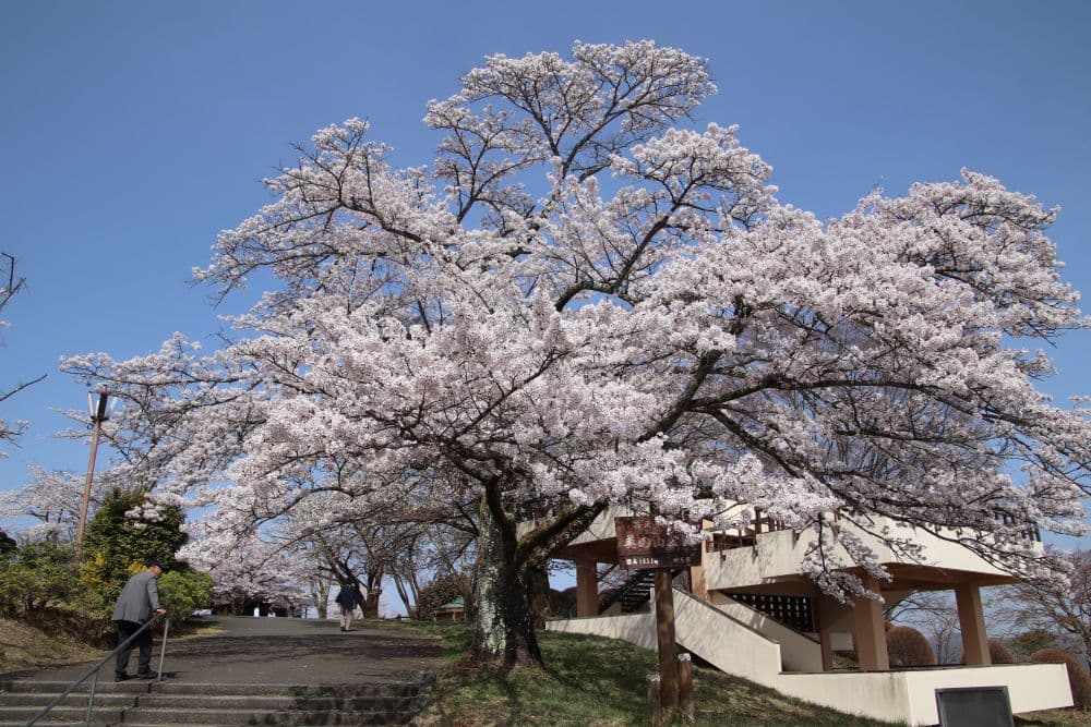 Cherry blossoms at Minoyama Park