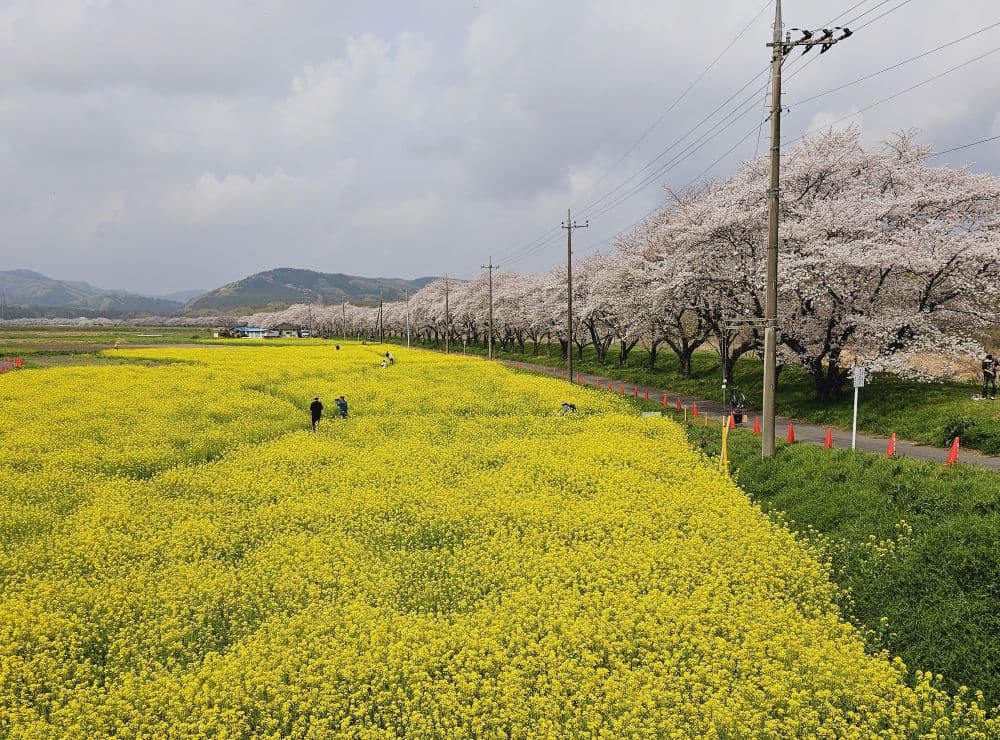 都幾川桜堤