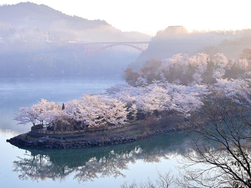 Cherry blossoms in Ena Gorge