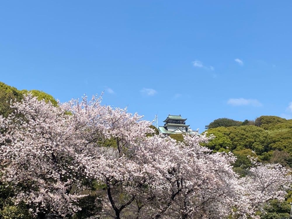 Cherry blossoms at Mt. Komaki