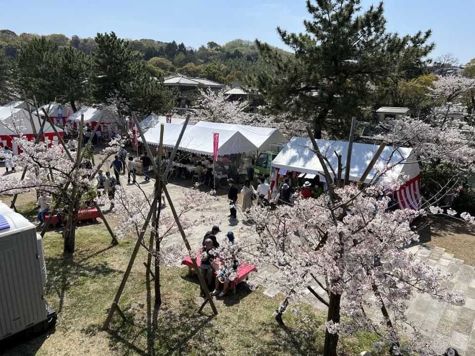 Cherry blossoms upstream of Uji Bridge