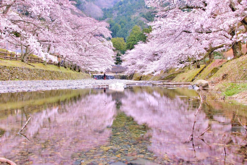 Cherry blossoms in Nana Tanikawa (Waragi no Michi)