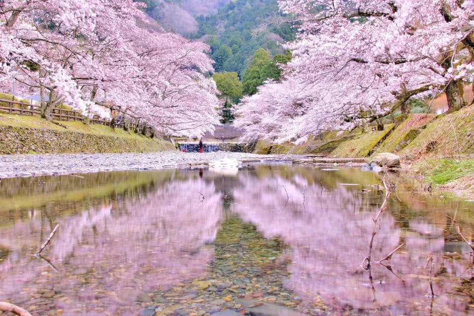 Cherry blossoms in Nana Tanikawa (Waragi no Michi)