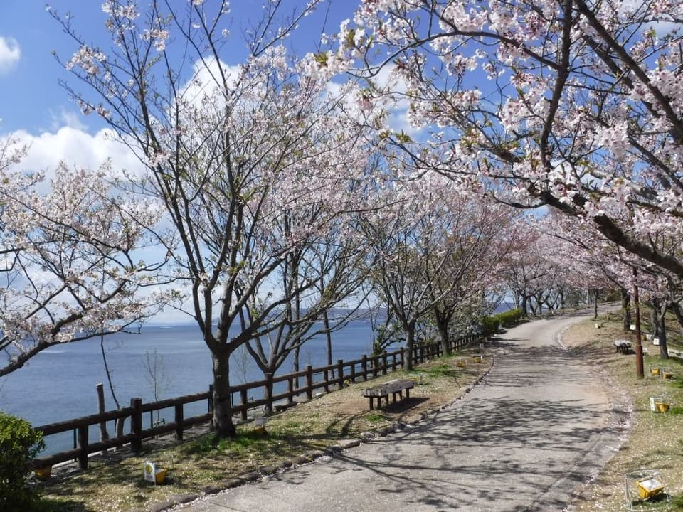 Cherry Blossoms in Sumaura Park