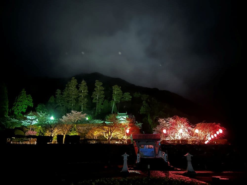 Cherry blossoms at Izushi Castle Ruins