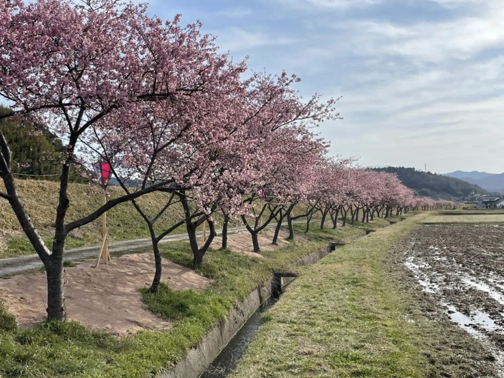 Kawazu cherry blossoms along the Akagawa River in the Springshoku district