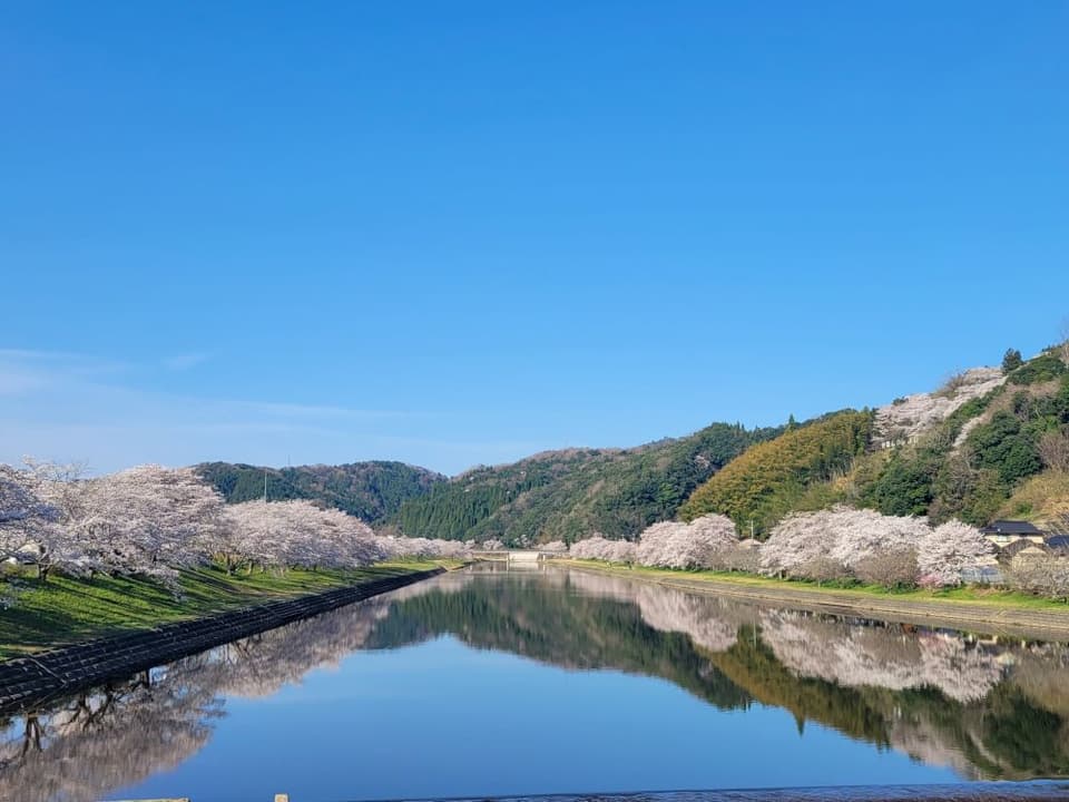 Cherry blossoms around Mitoya Riverbed Park (Mikiyo)