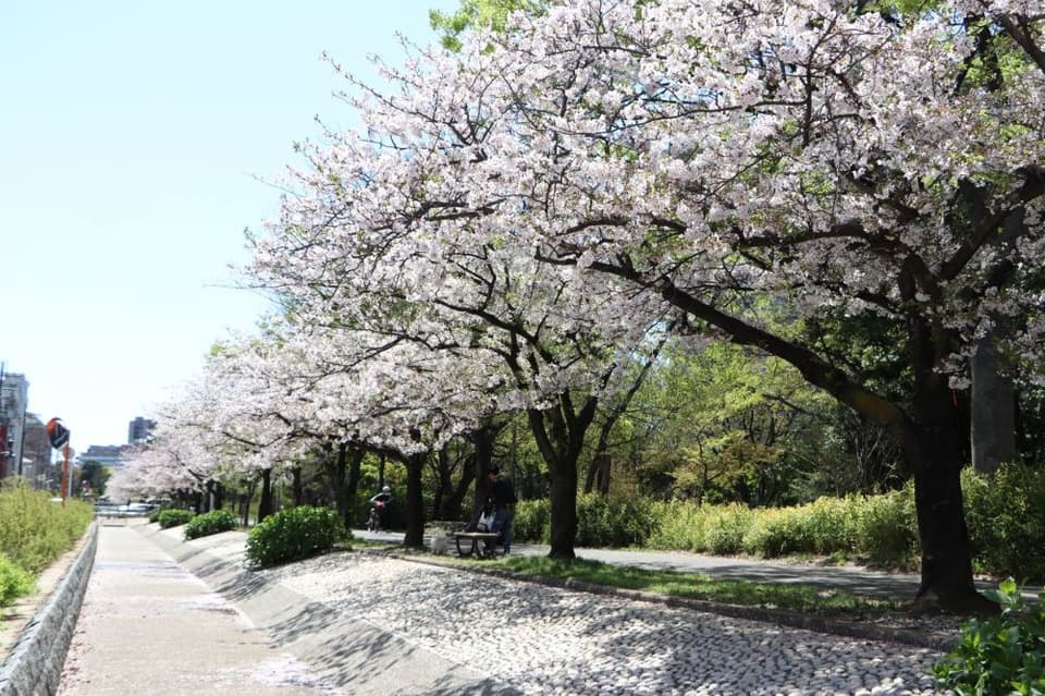 仙台堀川公園・南砂緑道公園の桜