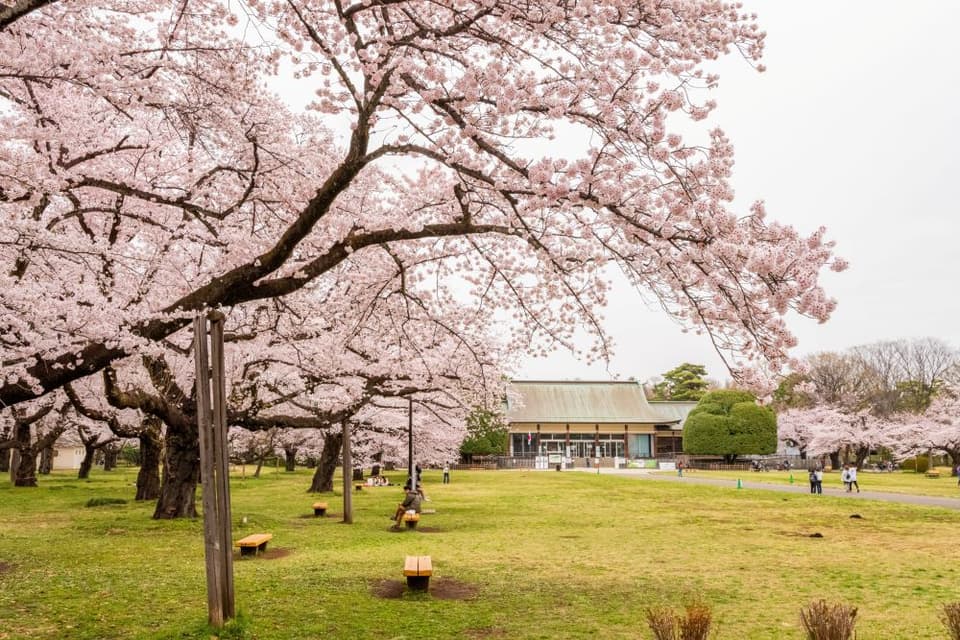 都立小金井公園の桜