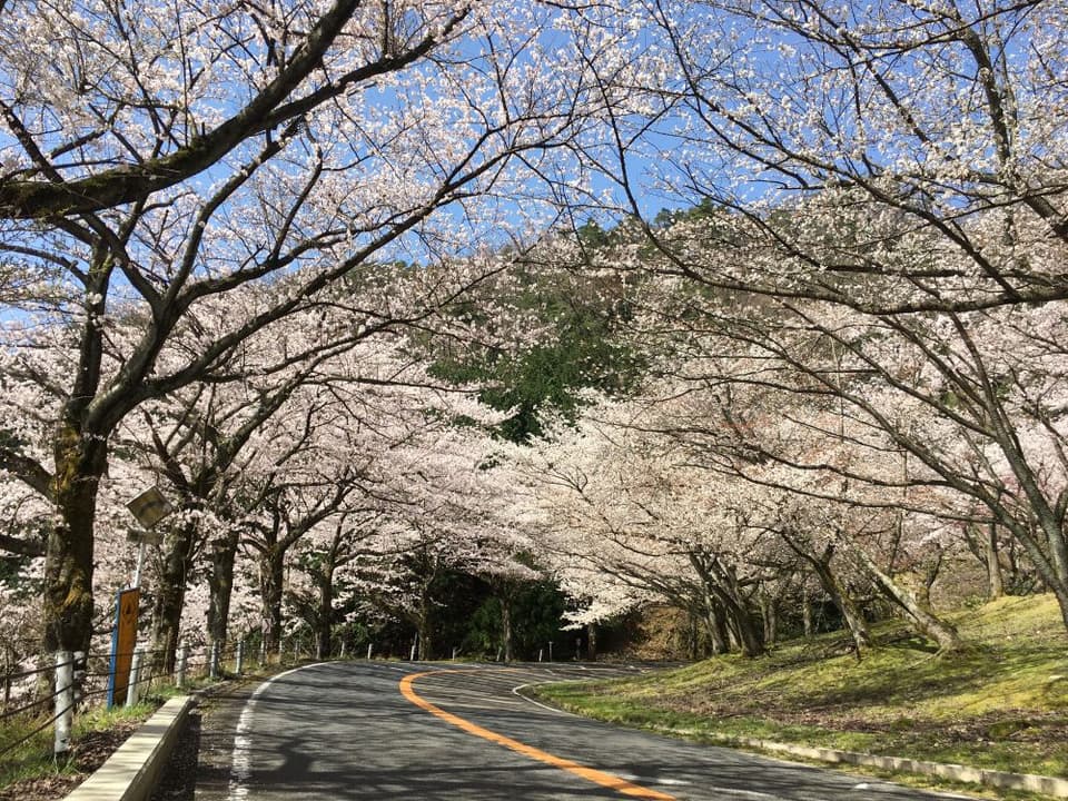 Cherry blossoms on Lake Okubiwa Parkway