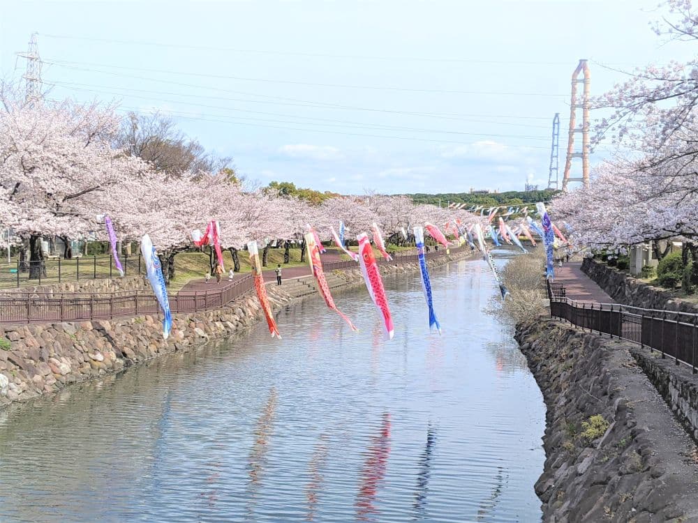 Cherry Blossoms in Peace City Park