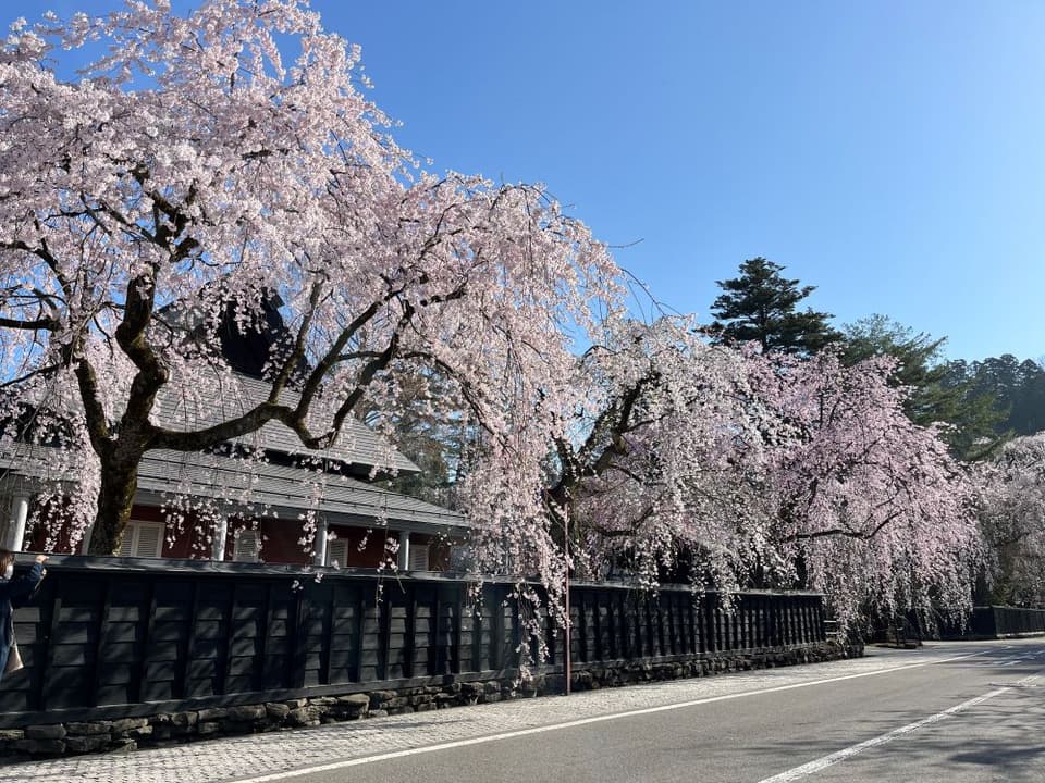 角館　桧木内川堤・武家屋敷通りの桜