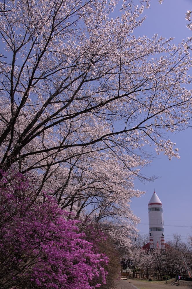 稲荷山公園の桜