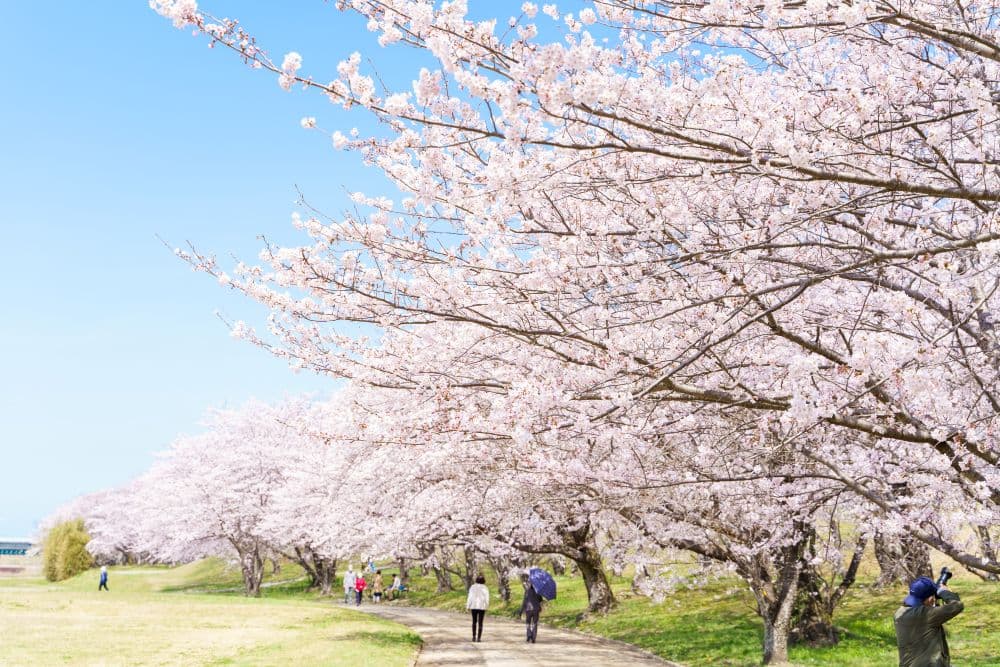 宮川堤の桜