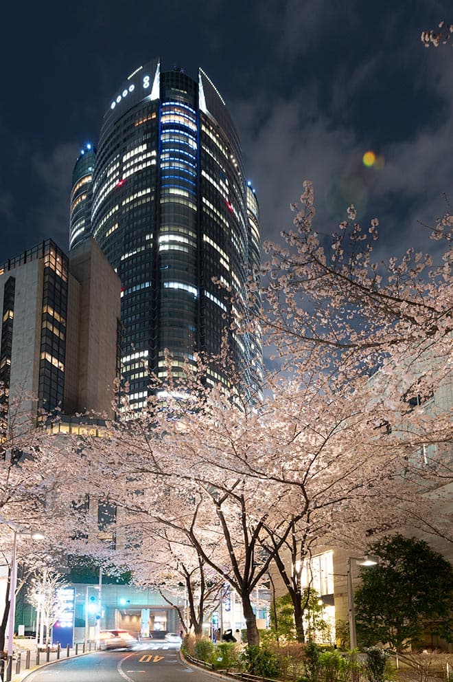 Cherry Blossoms in Roppongi Hills