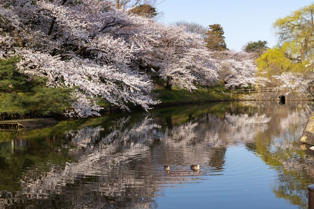 Cherry blossoms in Tsuruoka Park