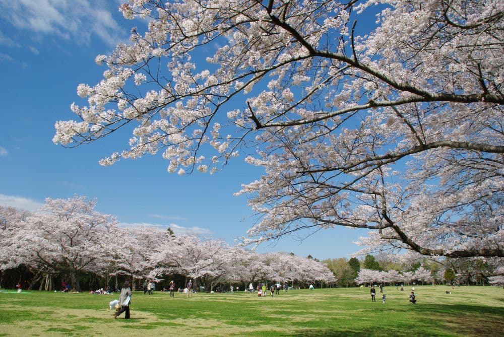 Cherry blossoms at Izumi Nature Park