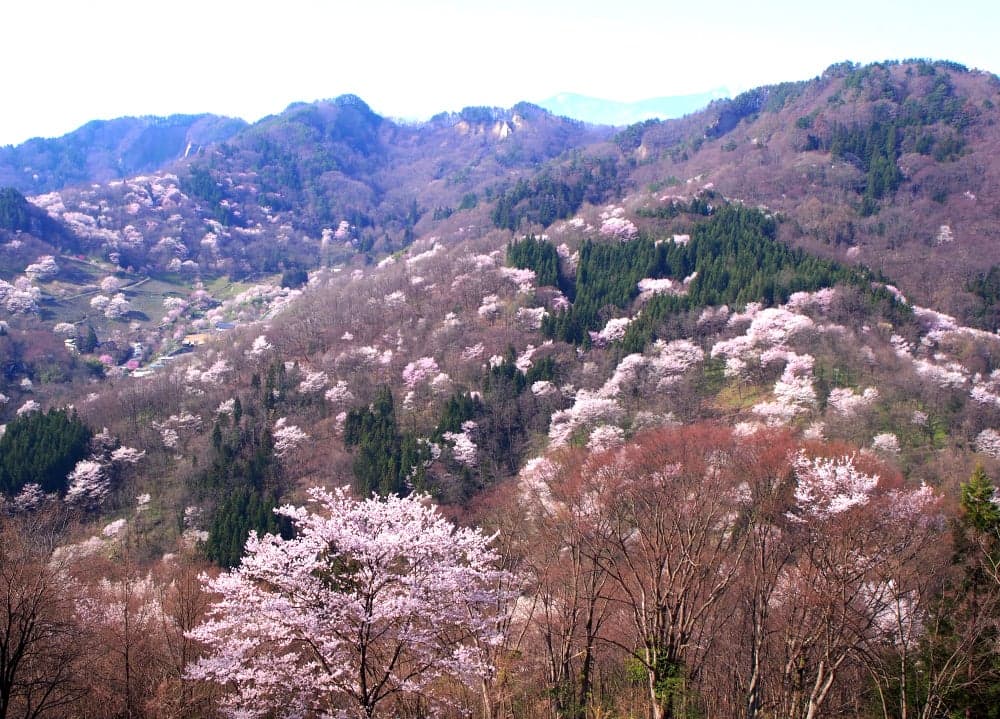 Rikugo's Yamazakura (Sakurasenkyo)