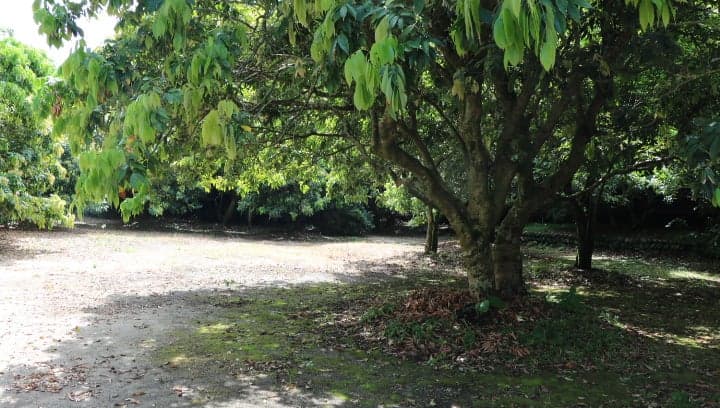 Former Sata Pharmaceutical Garden 2