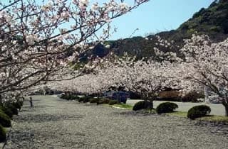 Cherry blossoms at Awa-jinja Shrine