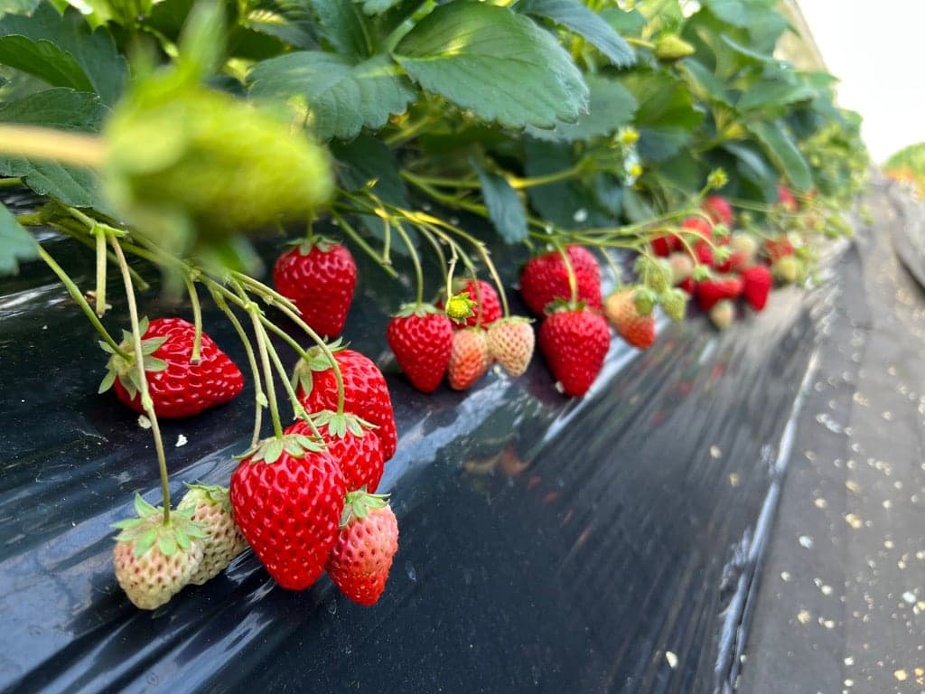 Toyofusago Ichigo Garden