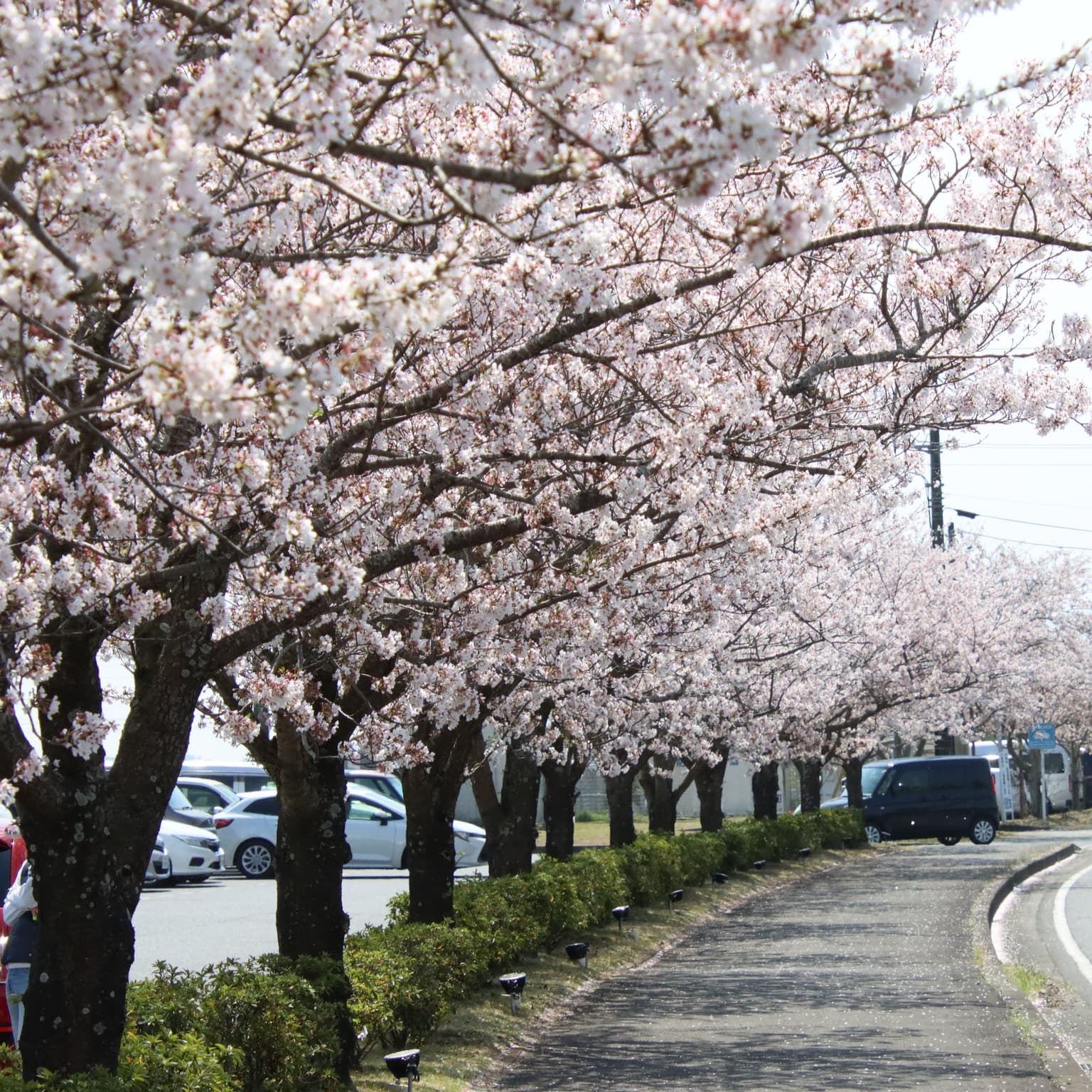 Cherry blossoms along the roadside station Tako