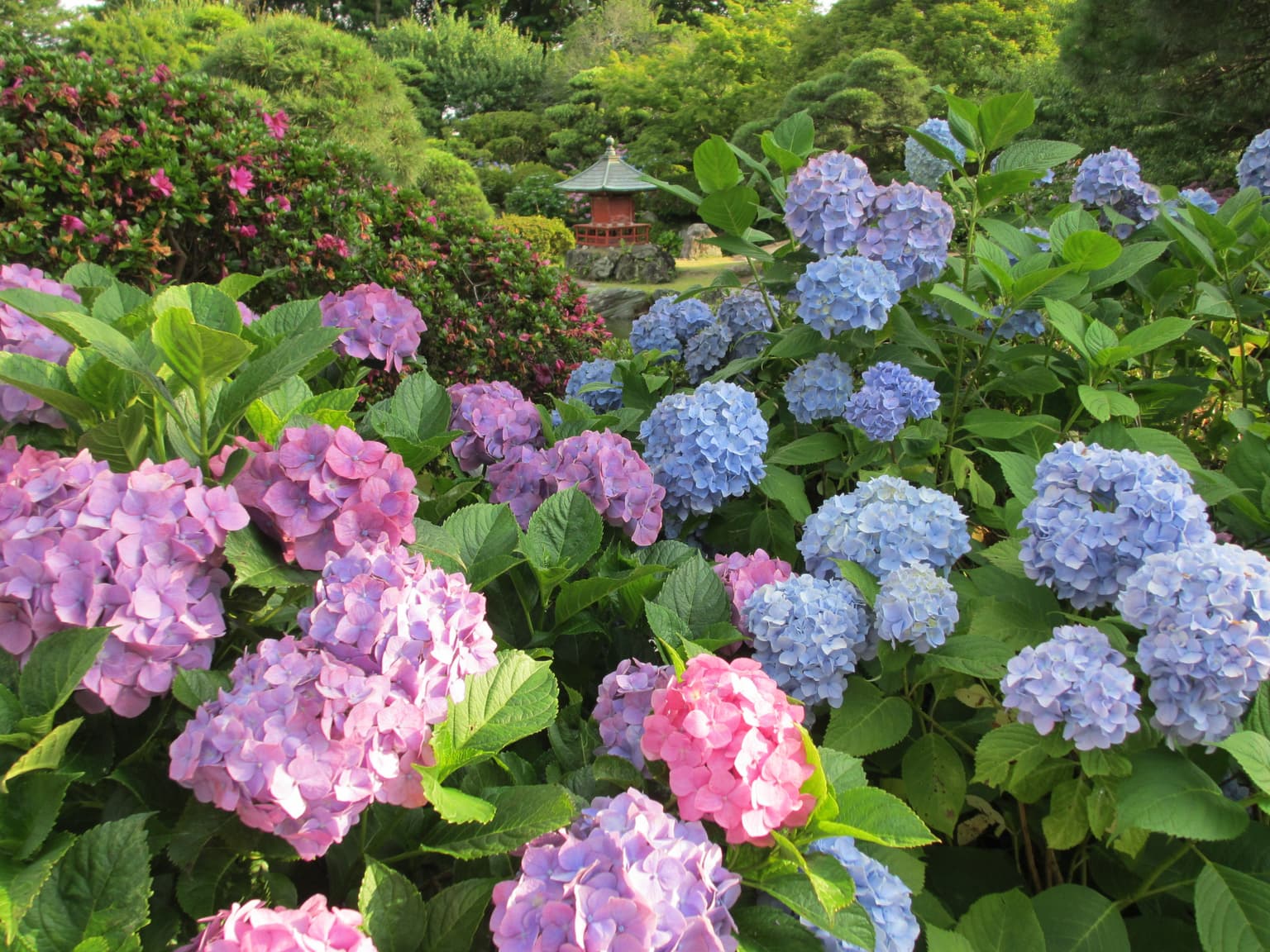 Hydrangea image