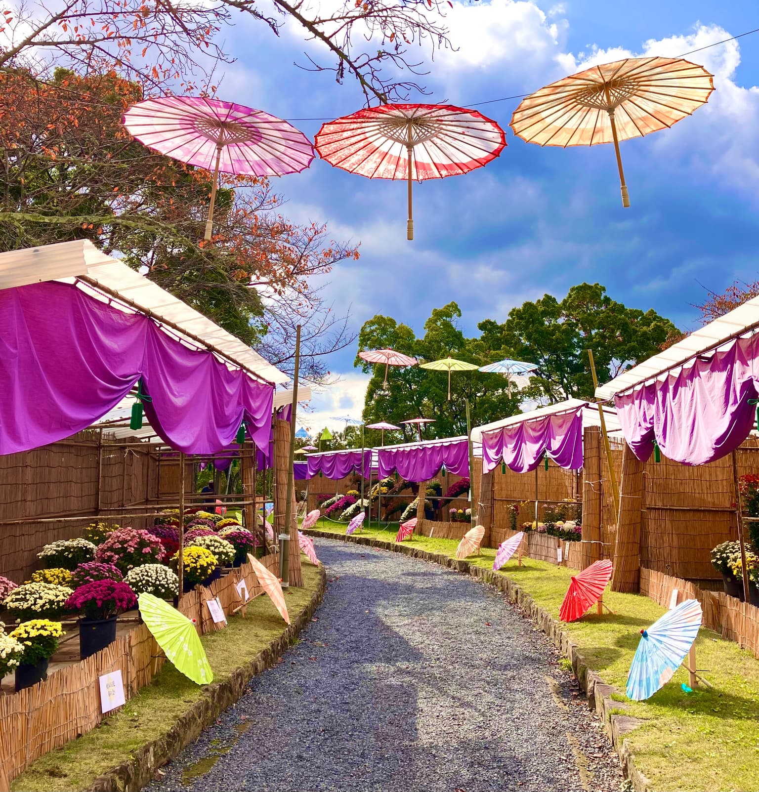 和傘彩る菊花展