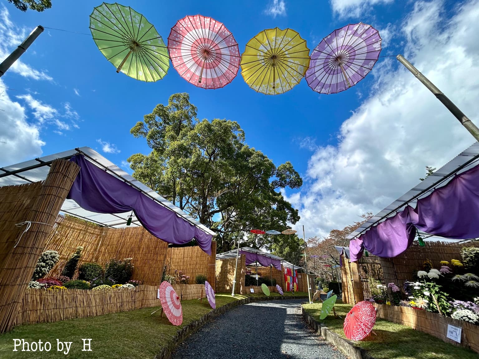 和傘彩る菊花展