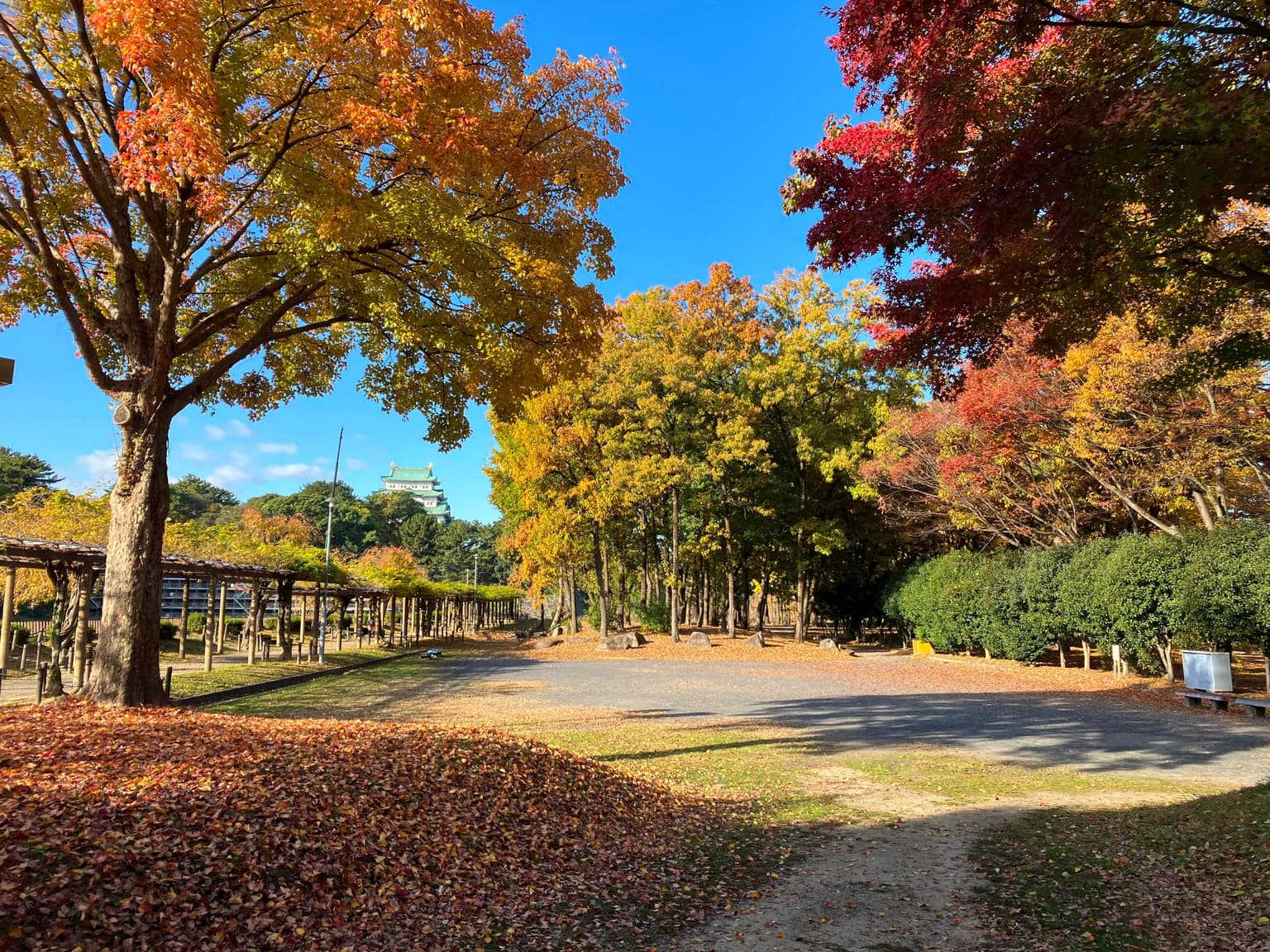 Autumn leaves of Meijokoen