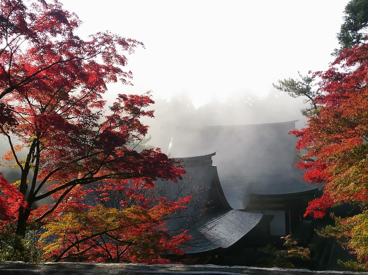 高雄（神護寺）の紅葉