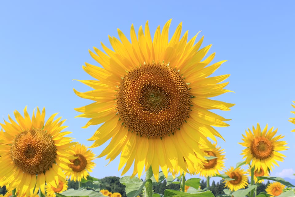 Sunflower under the blue sky