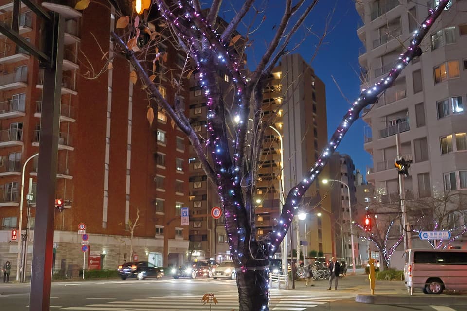Winter Kazuha Cherry Blossom Festival Illumination