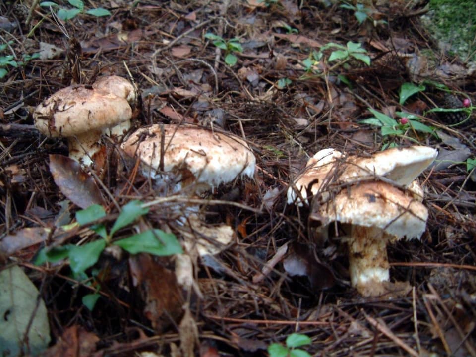Matsutake mushroom in Hirukawa