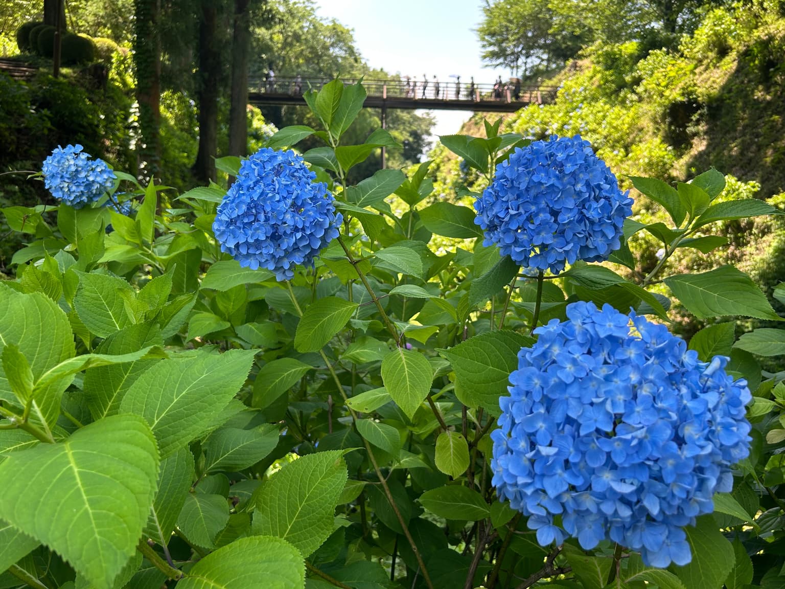 Kurobane Hydrangea Festival
