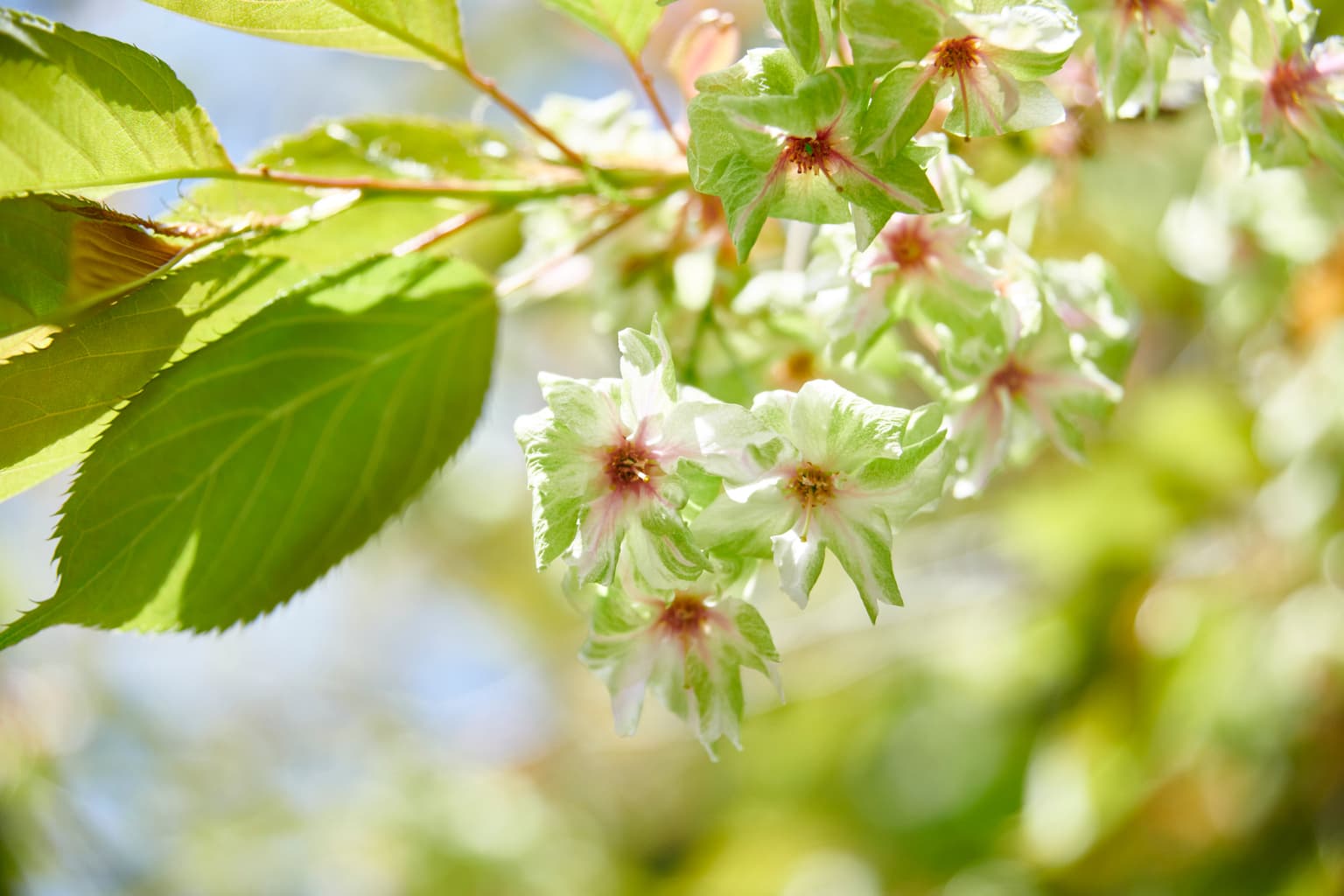 Green cherry blossoms, Gyoiko (early May)