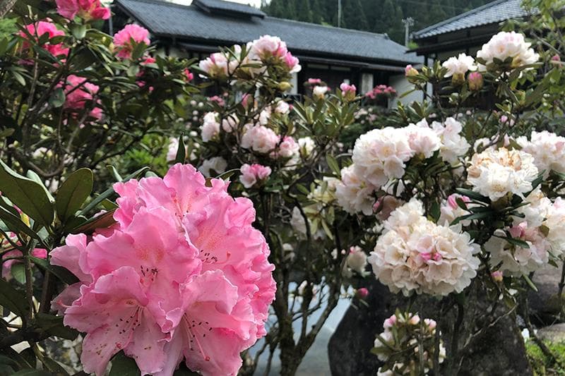 Rhododendron Flower (mid May)