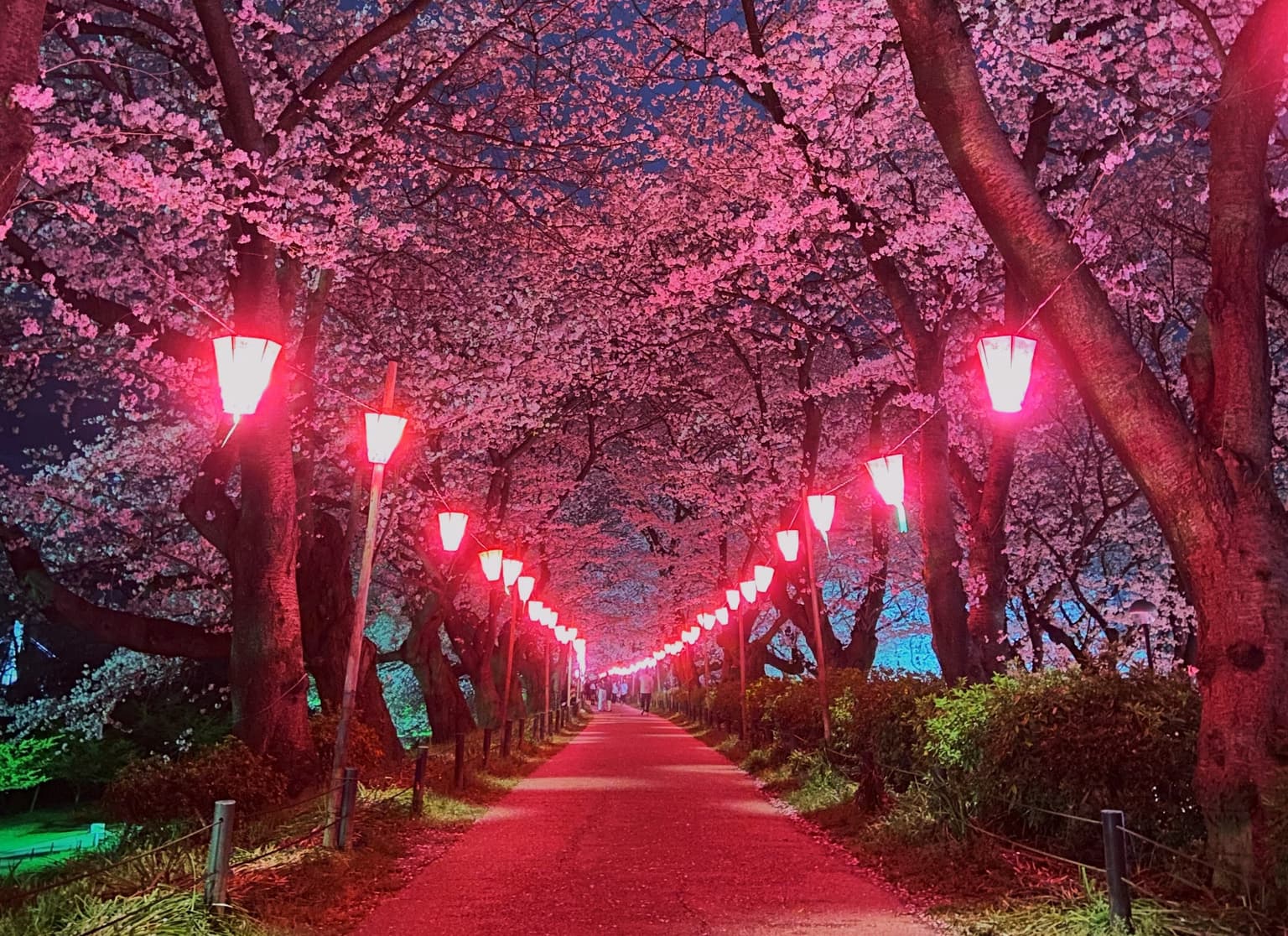 Night cherry blossoms in Sakurazutsumi, Gongendo