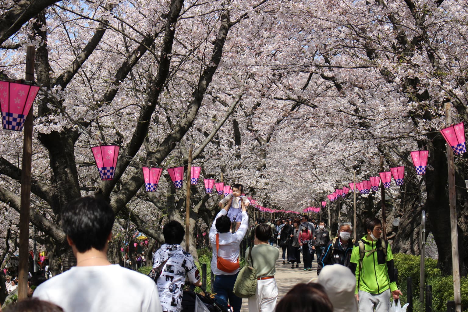 Sakura Tunnel in Sakurazutsumi, Gongendo