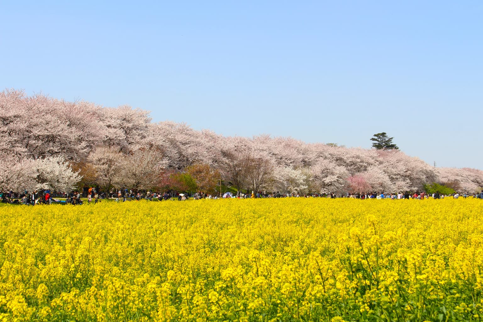 Cherry blossoms at Satte Gongendo Tsutsumi